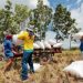NFA to discontinue palay re-bagging; cost savings to boost procurement