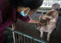 Nearly half-million doses of ASF vaccine due by mid-Oct.