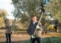 Olive oil prices set to halve as Mediterranean bumper harvest looms