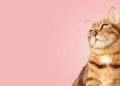 How easy and affordable it is to get a custom watercolour cat portrait online