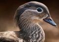 A Deep Dive Into Their Role and Adaptation Uses of Bird Beaks