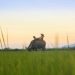Agrarian Reform: The agriculture sector’s perennial bogeyman