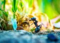 How to Choose the Right Lawn Bug Killer for Your Garden