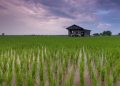 EU Rice Sector Advances Sustainable Farming for the Future