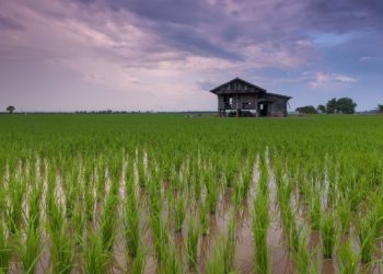 EU Rice Sector Advances Sustainable Farming for the Future