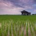 EU Rice Sector Advances Sustainable Farming for the Future