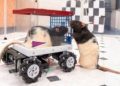 Rats learn to drive miniature cars and show enjoyment, study finds