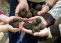 Microdosing Truffles