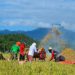 Pasteurizers, rubber sheeters scarcest agricultural equipment at barangay level