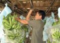 Tariffs saved on banana exports to South Korea estimated at $189M