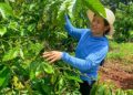 PHL coffee import forecast downgraded 7.9% by USDA