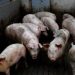 Hog repopulation in 2025 to be driven by strong market prices