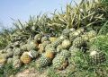 Pineapple exports to grow 16% in 2024 — FAO