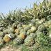 Pineapple exports to grow 16% in 2024 — FAO