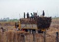 Regulator to intervene in sugar market to prop up millgate prices