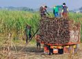 Sugar planters warn profiteers could be behind decline in millgate prices