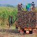 Sugar planters warn profiteers could be behind decline in millgate prices