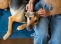 Prevention: Dog’s best defense against parasites