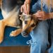 Prevention: Dog’s best defense against parasites