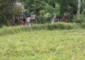 Palay production to rebound in 2025