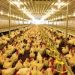 Modest crop and livestock growth expected in 2025