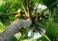 Exporters vying with biodiesel for dwindling coconut supply