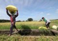Farmer land ownership rate only 21.8%, agriculture census finds