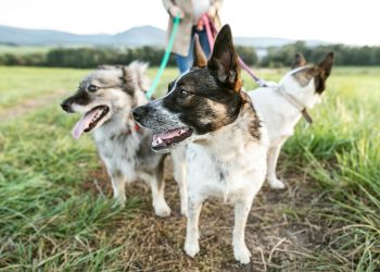 A Comprehensive Guide to Dog Walking Insurance in the UK: What You Need to Know