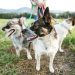 A Comprehensive Guide to Dog Walking Insurance in the UK: What You Need to Know