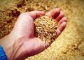 Probe of grain mill closure urged