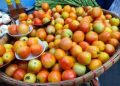 Tomato prices seen falling by end of January as harvest starts