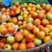 Tomato prices seen falling by end of January as harvest starts